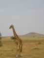 Giraffe with nice hill Serengeti NP